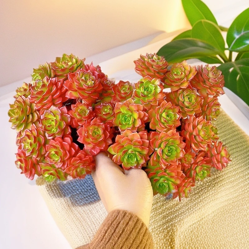 蒂亚玫瑰 （拍一发二）带盆 多肉植物  星花怒放