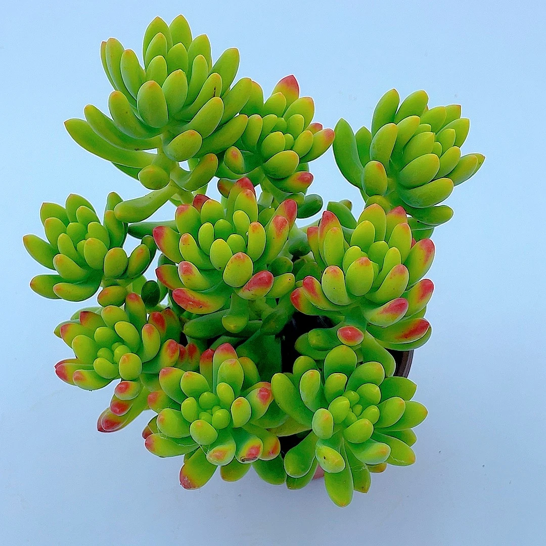 春萌（原盆原土）多肉盆栽 净化空气