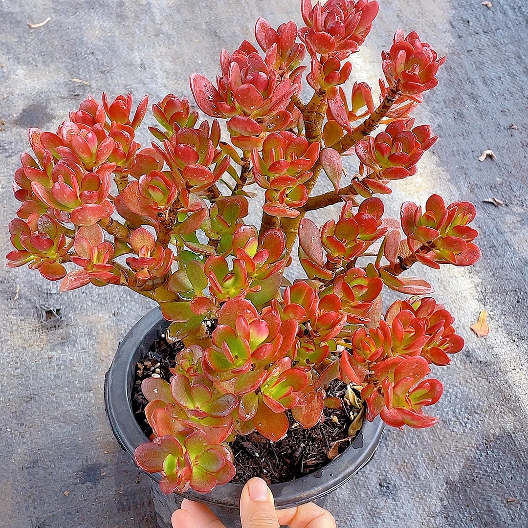 大姬红花月 多肉植物 美观 净化空气