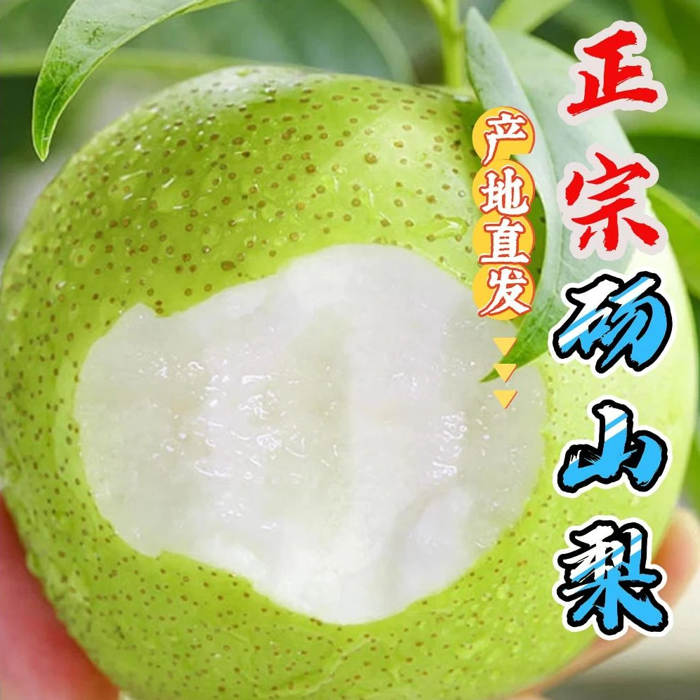 皇冠梨 正宗砀山青皇冠梨 大果梨 青皮梨 爽口多汁脆甜（现摘现发）
