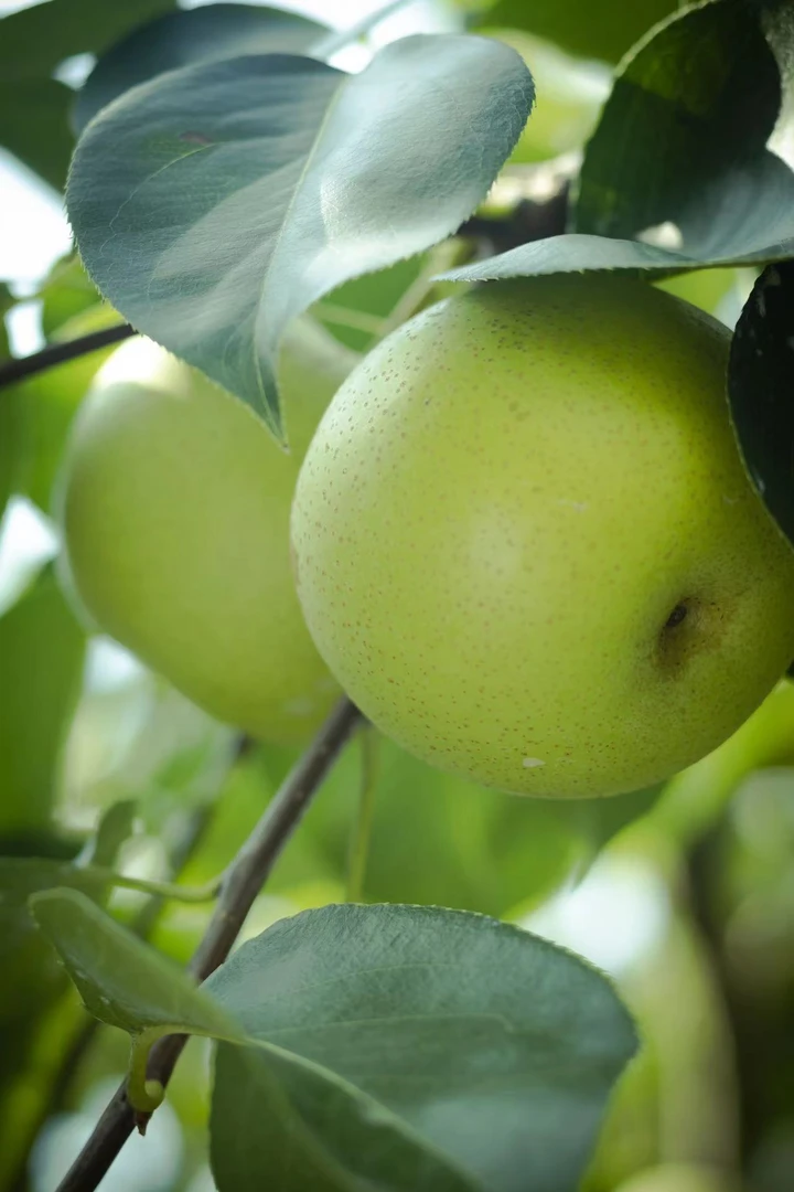 【唐哩个糖-唐饭饭】专属 正宗安徽砀山皇冠梨 青皮梨 产地直发