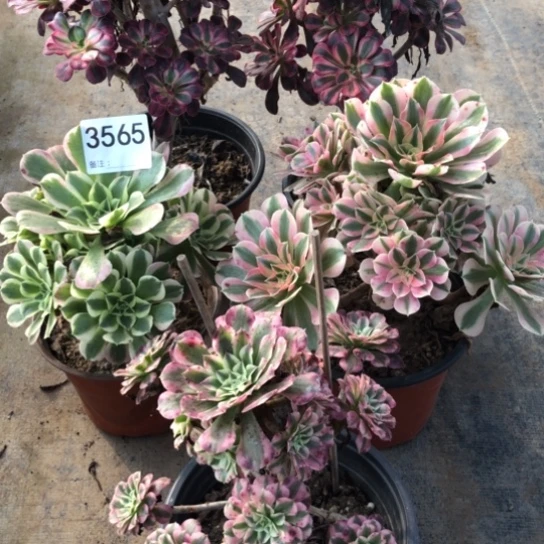 法师多肉植物组合7****赞法师多肉植物组合3565