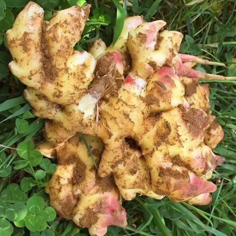 【一年嫩姜】云南小黄姜农家自种生姜老姜嫩姜新鲜现挖高山嫩姜蔬菜