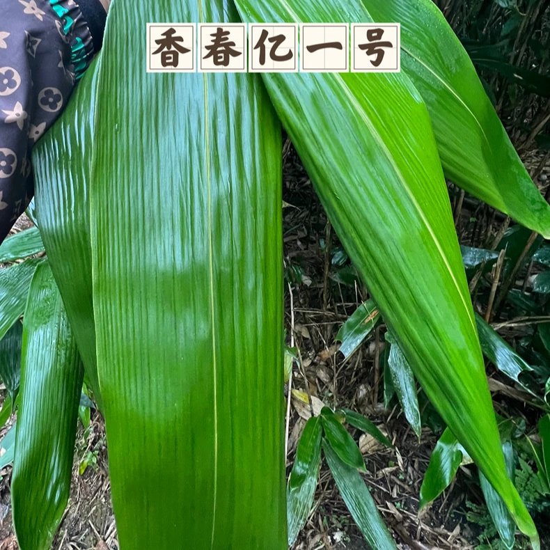 香春亿一号粽叶杯苗花卉