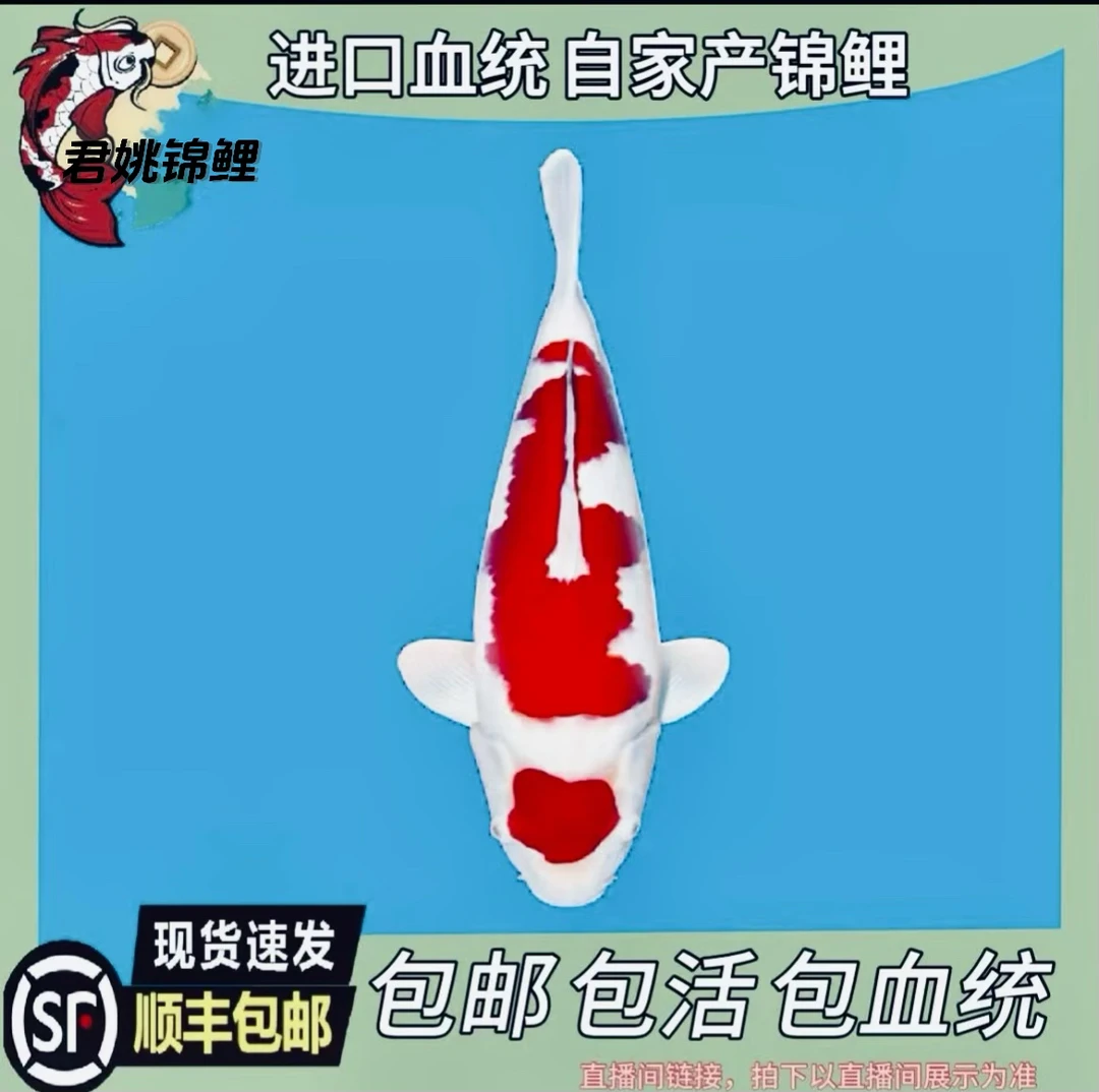 红白 大正三色 昭和   锦鲤  纯种观赏鱼 淡水鱼活鱼鱼苗锦鲤活体