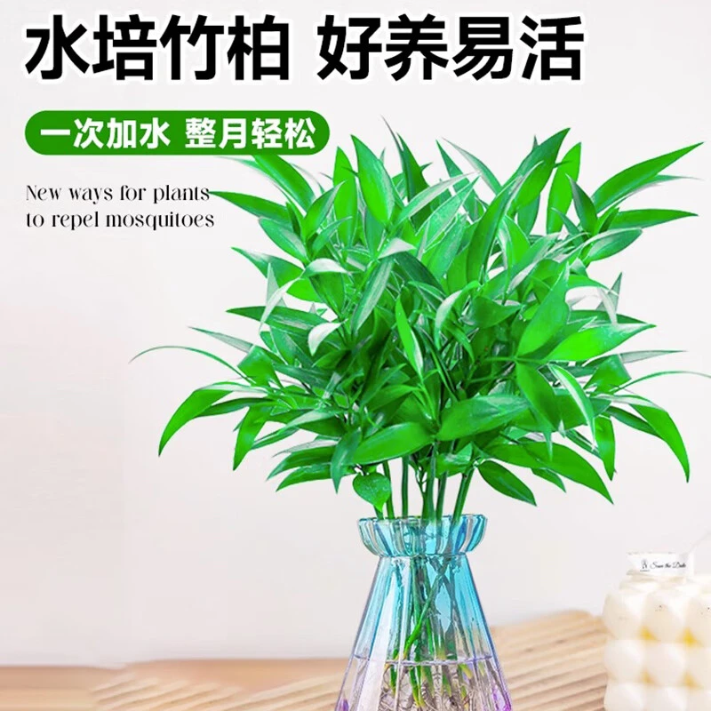水培绿色驱蚊竹水养植物盆栽绿植室内客厅花卉四季常青