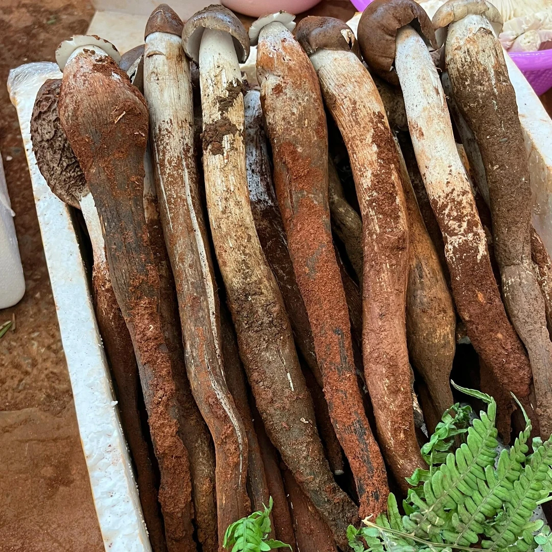 云南楚雄新鲜野生鸡枞菌山珍美味炖汤500克-1000克顺丰冷链包邮