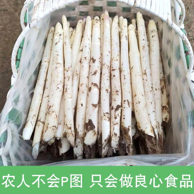 白芦笋新鲜高档蔬菜当季上市现采现发中西餐厅食材白嫩头茬鲜采挖