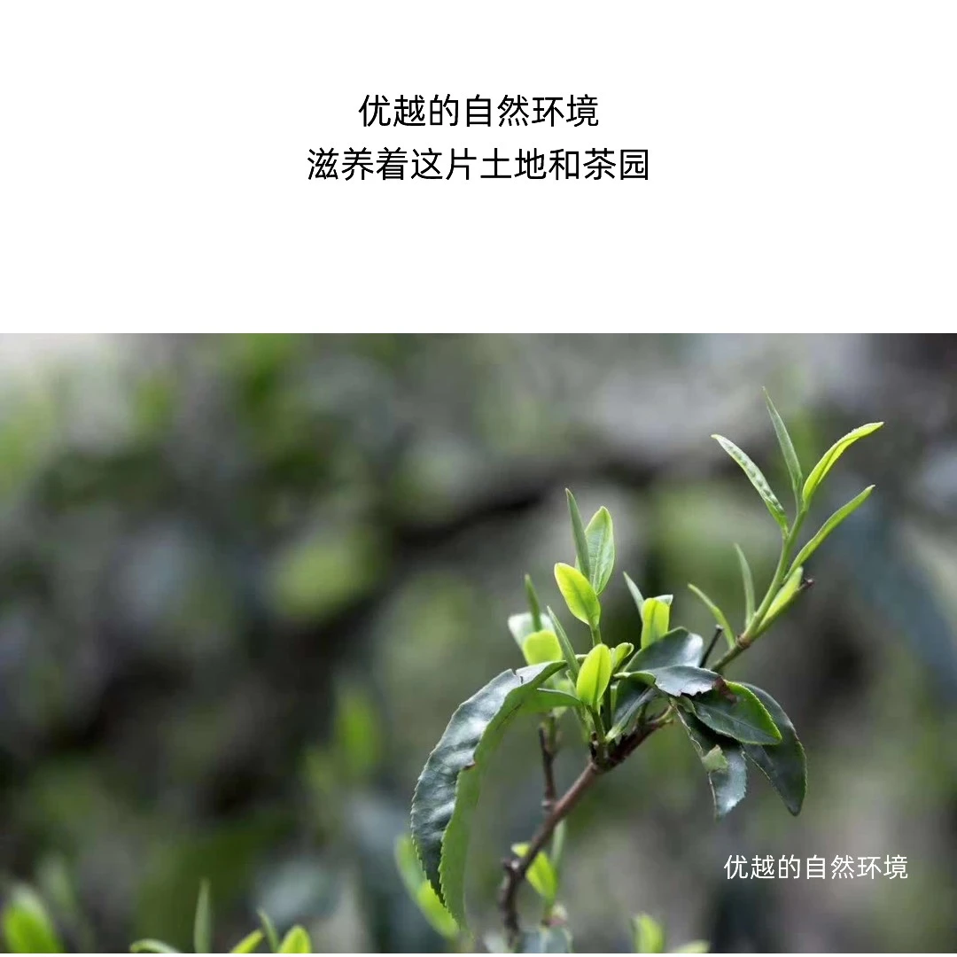 2021年春茶坝歪古树200克饼 一个章款