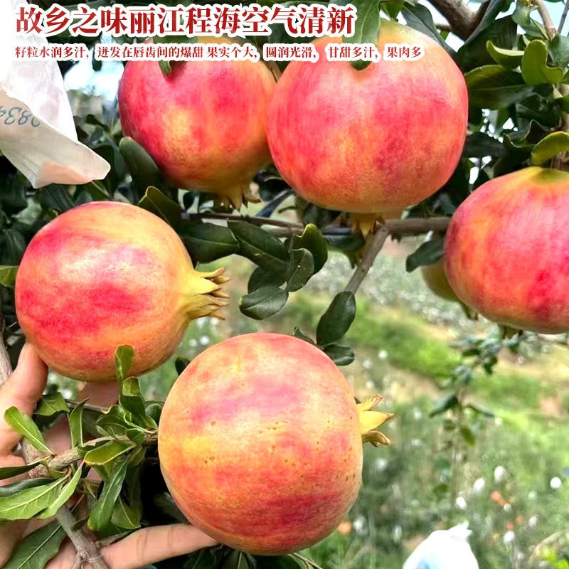 云南丽江突尼斯软籽石榴【普通包装10-12个装】 石榴现摘现发包邮