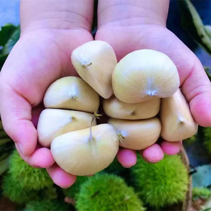 板栗新鲜板栗非罗田板栗新鲜的香甜现剥现发成熟香糯皮薄深山发货