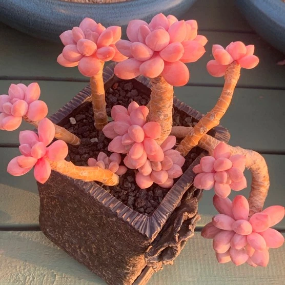 落落精品多肉 一物一拍精品多肉植物手捧花老桩 冰玉 橙梦露星影