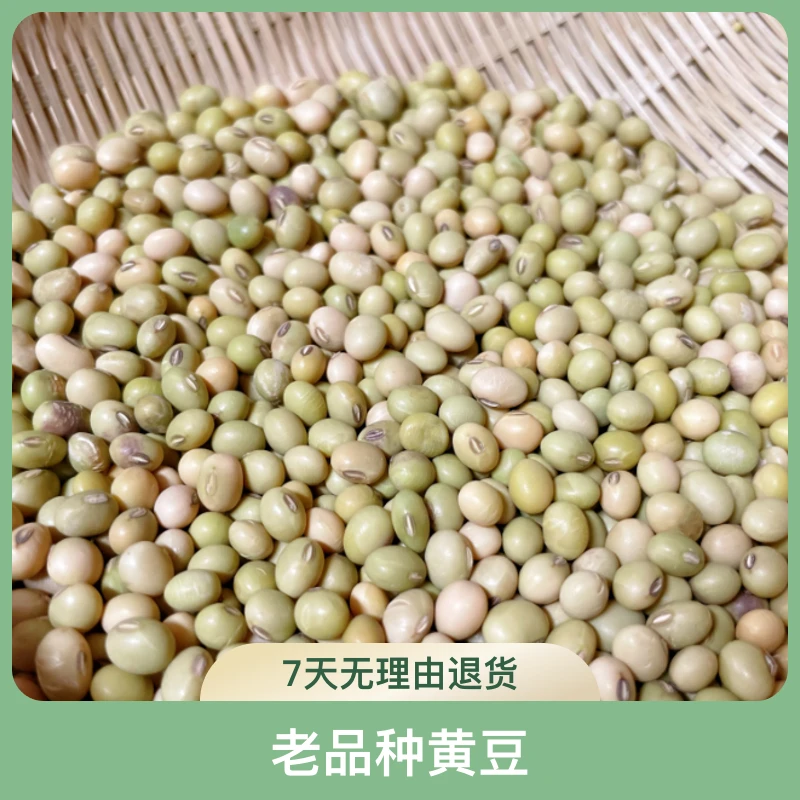 正宗阳春双滘食用本地种植农家自留种老品种营养黄豆饱满豆子煲汤