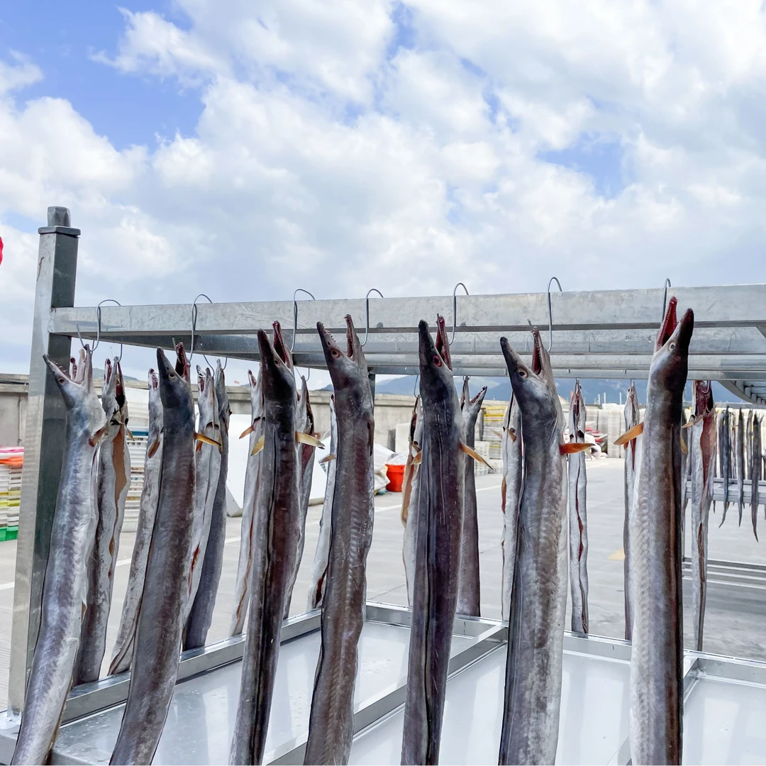 【巨无霸2】正宗石浦新晒风鳗野生鳗鱼整条微咸淡干地道老宁波风味