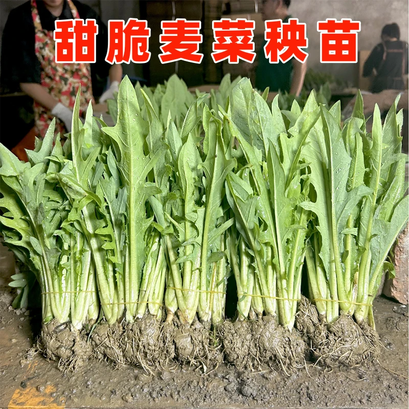 正宗广西博白甜脆麦菜秧苗阳台盆栽蔬菜广东高州大圆叶四季种子籽