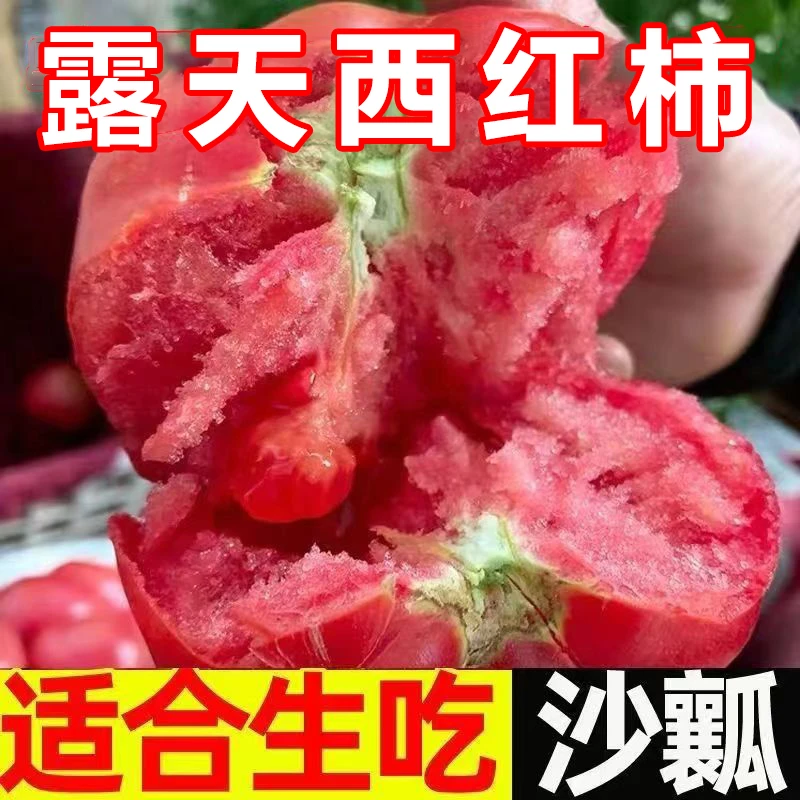 头茬沙瓤西红柿番茄自然成熟水果柿子生吃沙瓤现摘现发坏果包赔