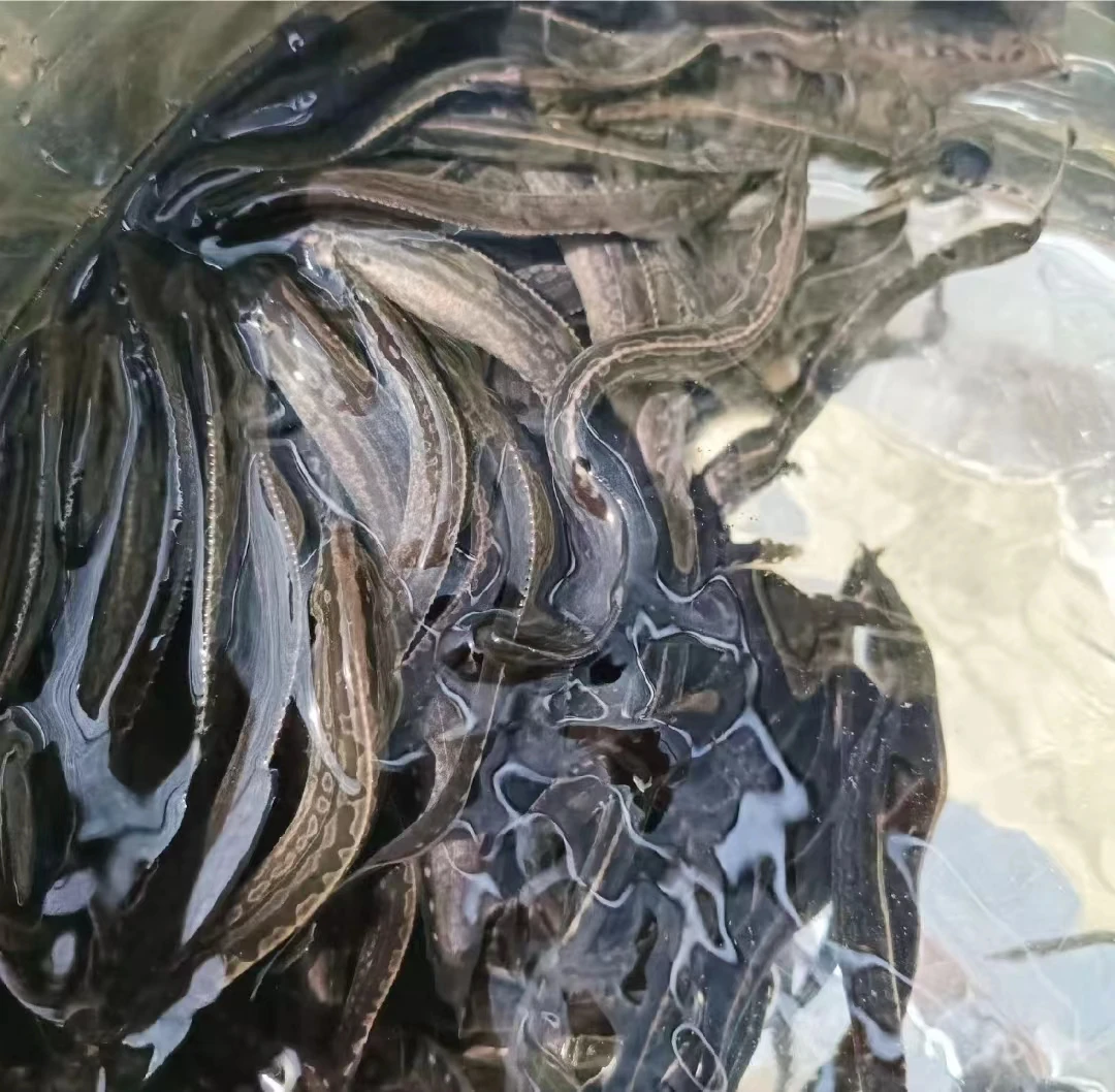 宠物剌鳅鱼 沙鳅鱼 刀鳅鱼 钢鳅  石锥鱼 淡水鱼 包邮