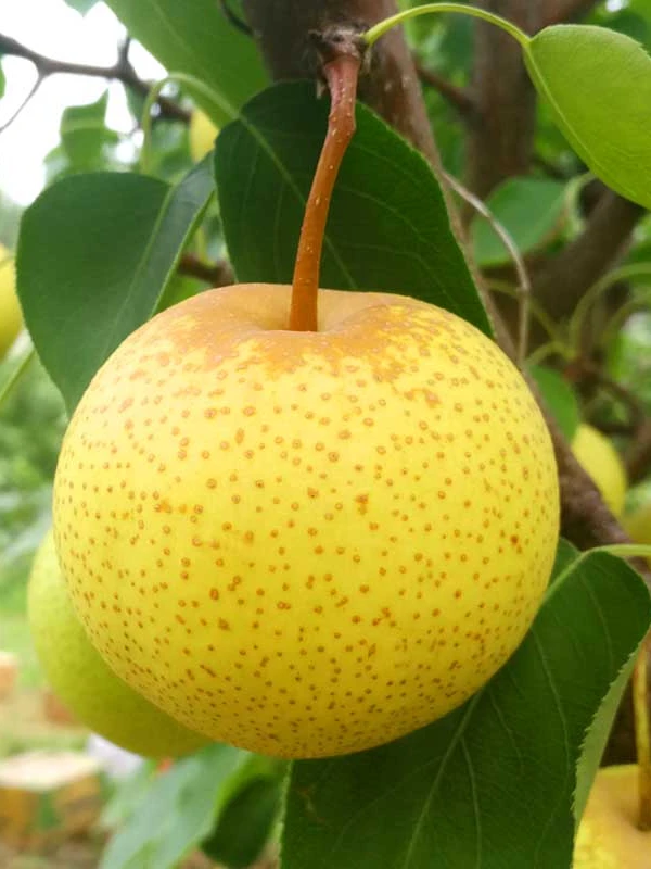 东北大冻梨花盖梨4.7斤包邮东北鞍山新鲜软梨子可做冻梨口感美味