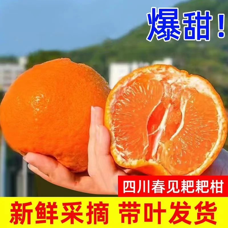 1【现摘现发】正宗四川春见耙耙柑 粑粑柑 香甜多汁现货现发4.5-8斤