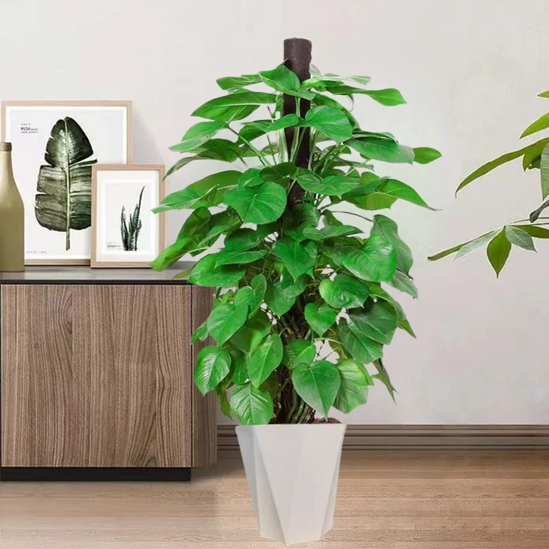 1.6-1.7米大绿萝柱绿植客厅摆放好养易活直播盆栽植物室内(往事)