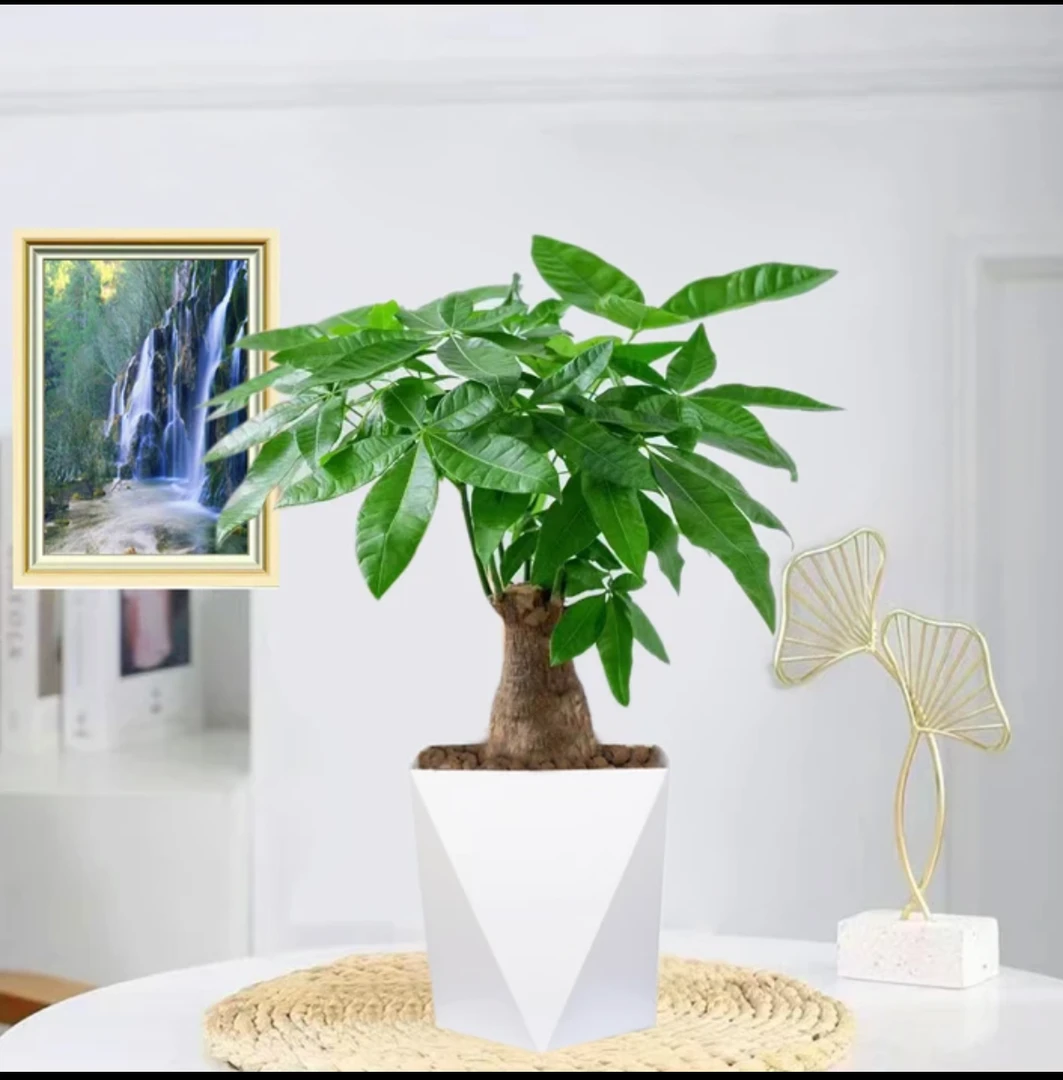 「大富大贵发财树」40-50公分 五年老庄苗 室内好养发财树