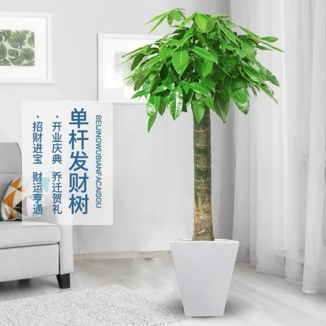 【浩云植与】1.4-1.5米发财树绿植直播客厅摆放好养易活开业大盆栽