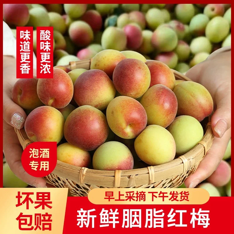 觅鲜匠胭脂梅大青梅鲜果新鲜高山酸梅泡酒3斤5斤红梅大果酵素果子