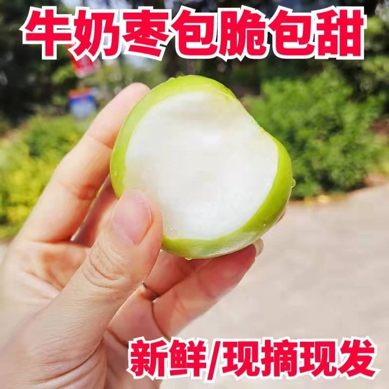 正宗雪蜜贵妃枣【牛奶枣大青枣】脆甜爽口/当季新鲜水果3/5斤一整箱