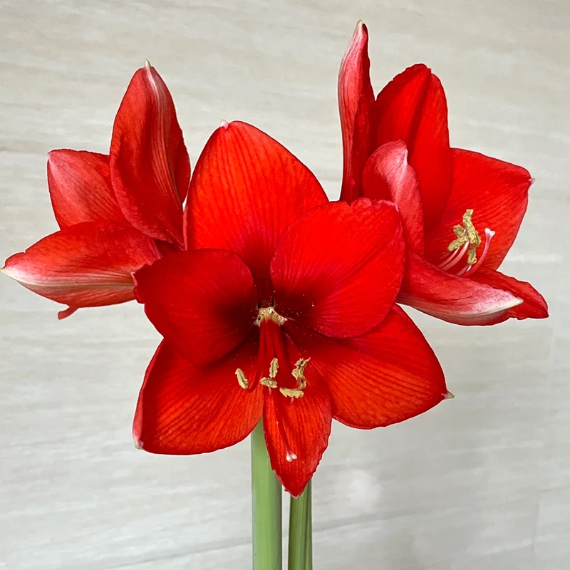 【云舍花卉】蜡封【红色】礼盒装朱顶红一颗包邮28-30球径