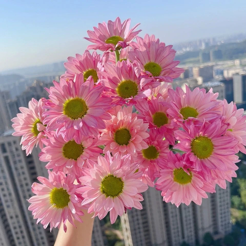 【云舍花卉】薰衣草小菊1扎任意2单或以上包邮鲜花基地直发
