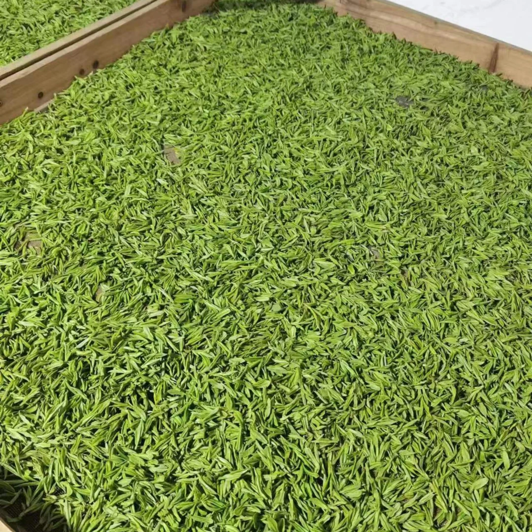 【V98小芽】2023新茶枫璟白茶高山原产地安吉白茶