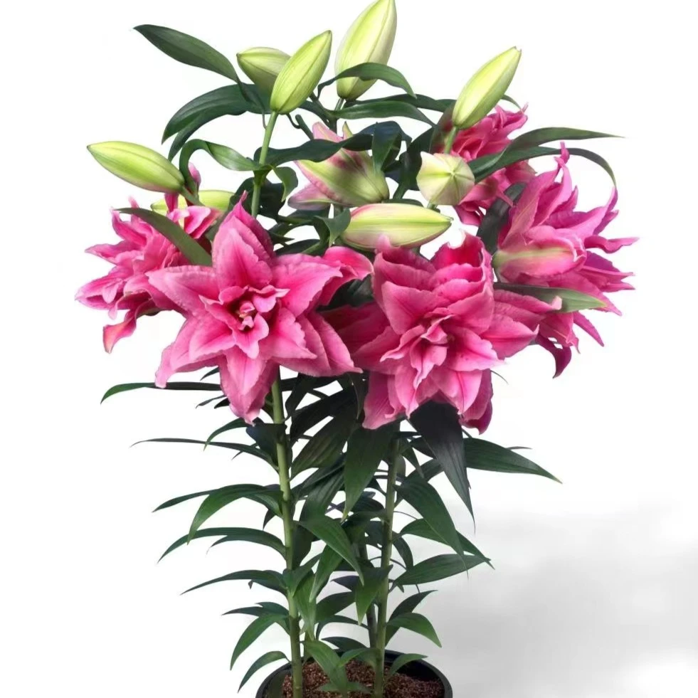 【重瓣百合一盆】百合鲜花室内室外多年生植物夏季春季绿植冬季