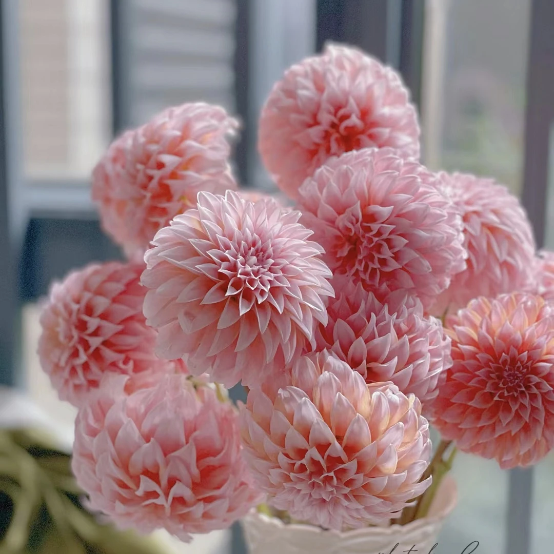 大丽花四单包邮零下不拍保温棉冻坏不售后