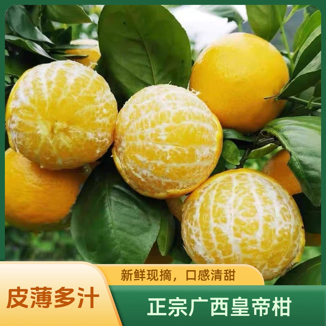 【广西皇帝柑】原产地直发新鲜采摘皮薄多汁当季水果