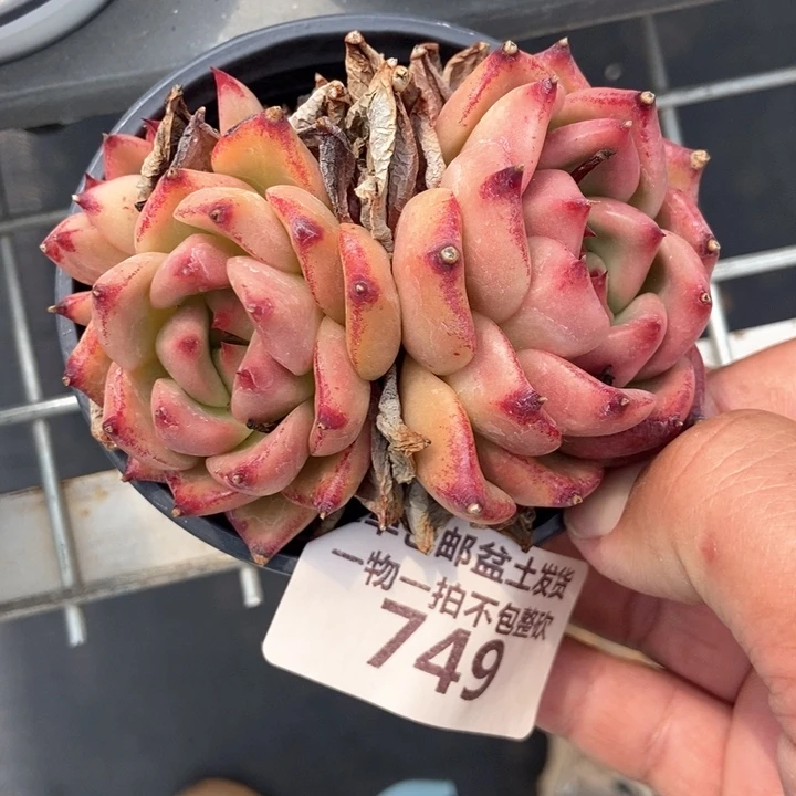 749