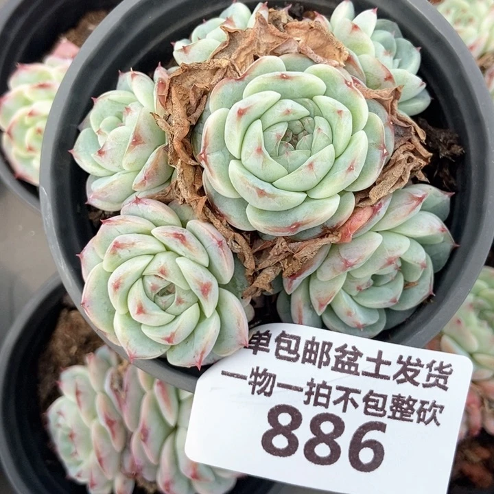 886