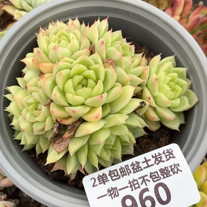960