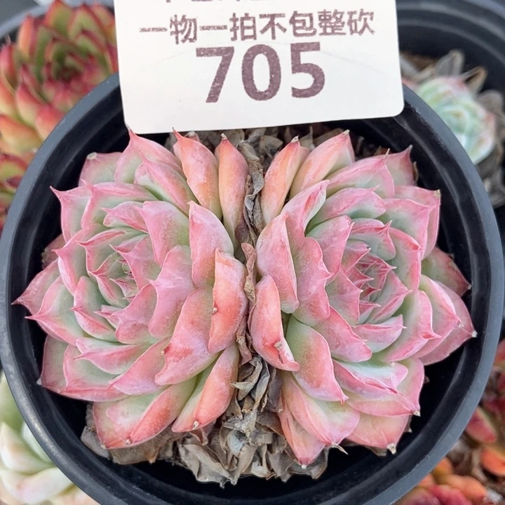 705
