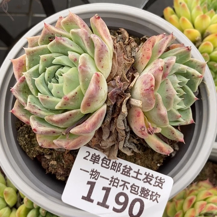 1190