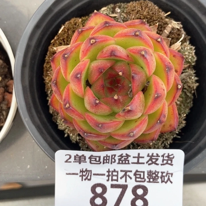 878