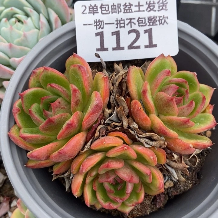 1121