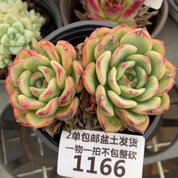 1166