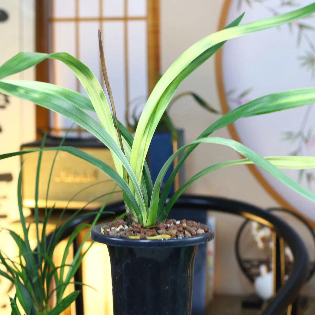 艺草【大黄斑】名品老种