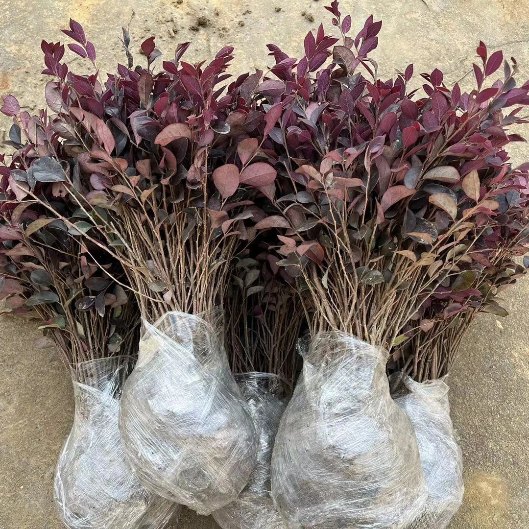 红花继木小苗红花檵木工程小苗色块苗庭院绿化园林绿化四季红地苗