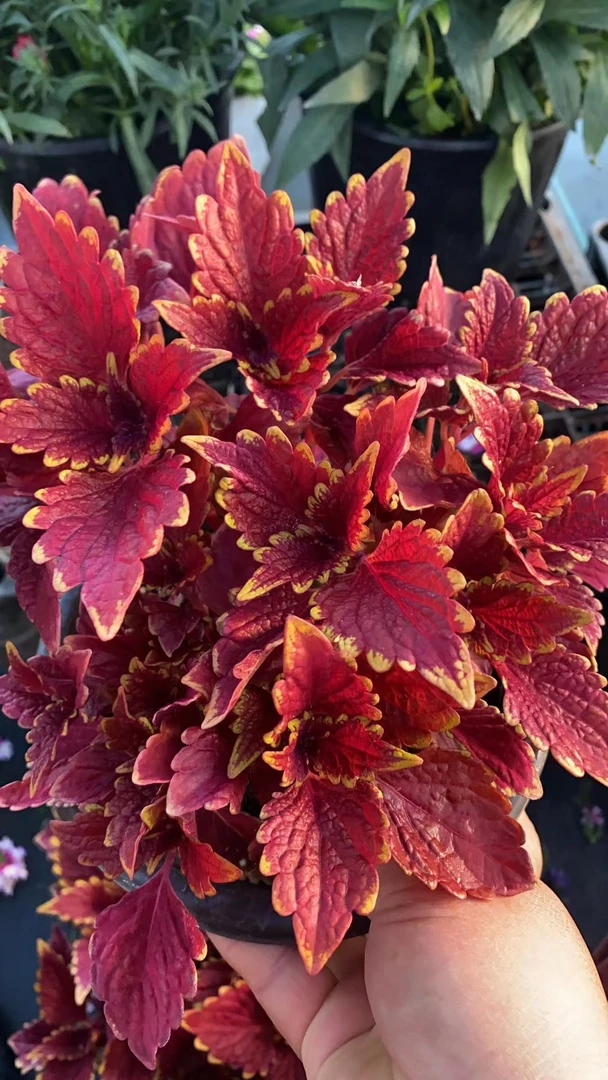 彩叶草庭院阳台观叶花卉植物