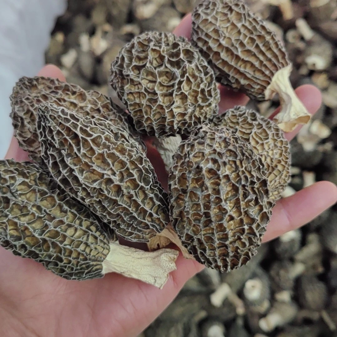 ｛小尹山货｝羊肚菌