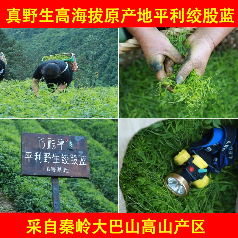 2025正品新茶平利绞股蓝龙须茶七叶绞股蓝茶叶官方正品旗舰店