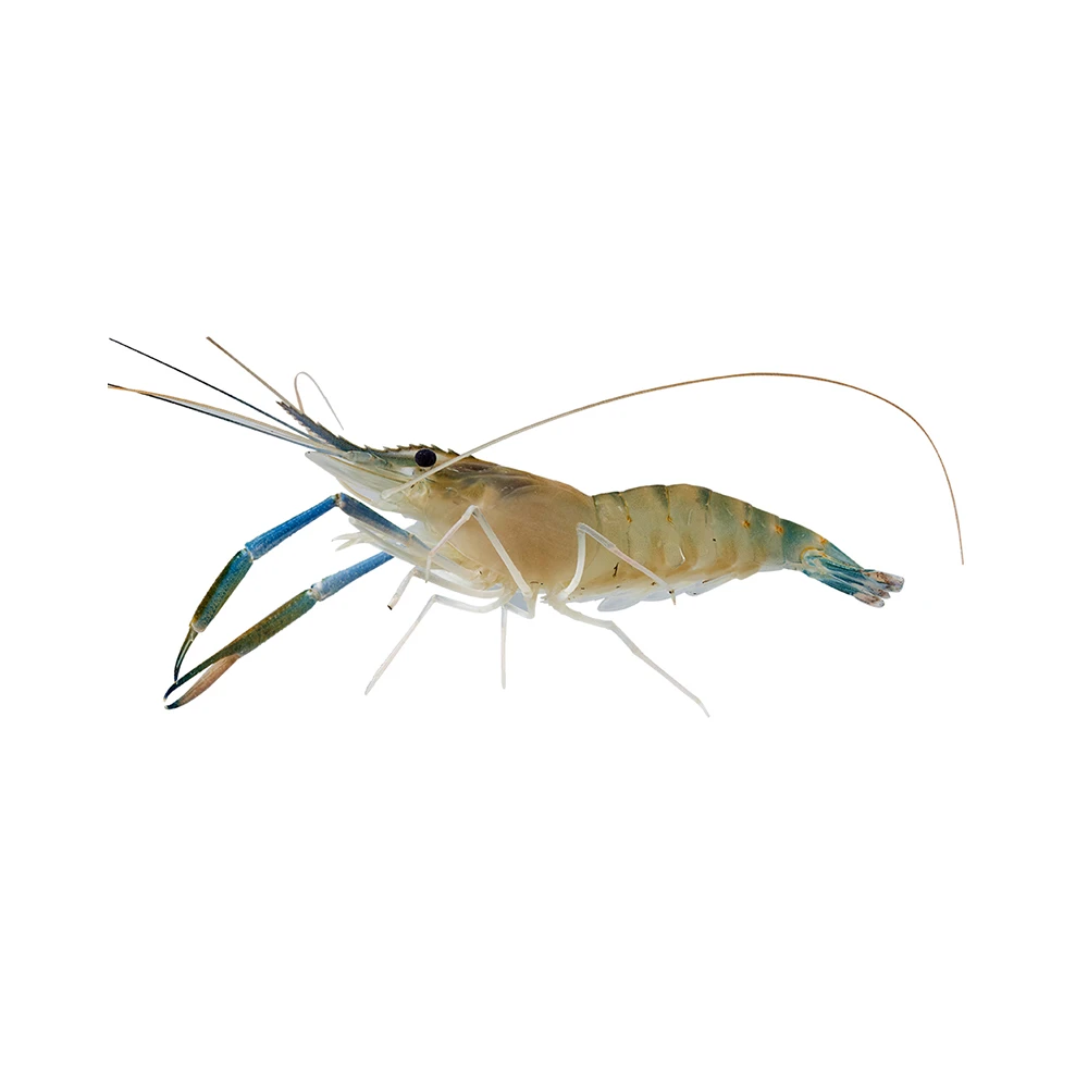 鲜活 淡水罗氏沼虾 350g/份(30-35只/500g)