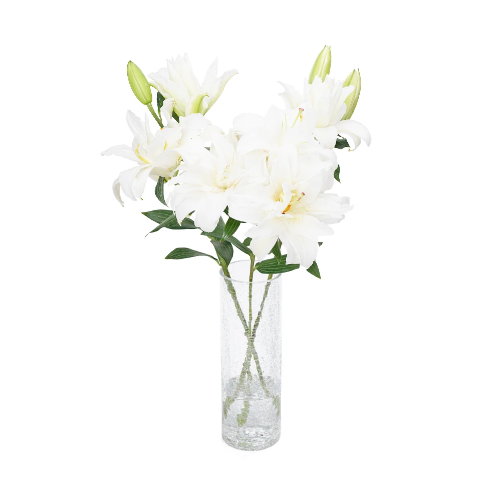 三头重瓣百合 白色 3支