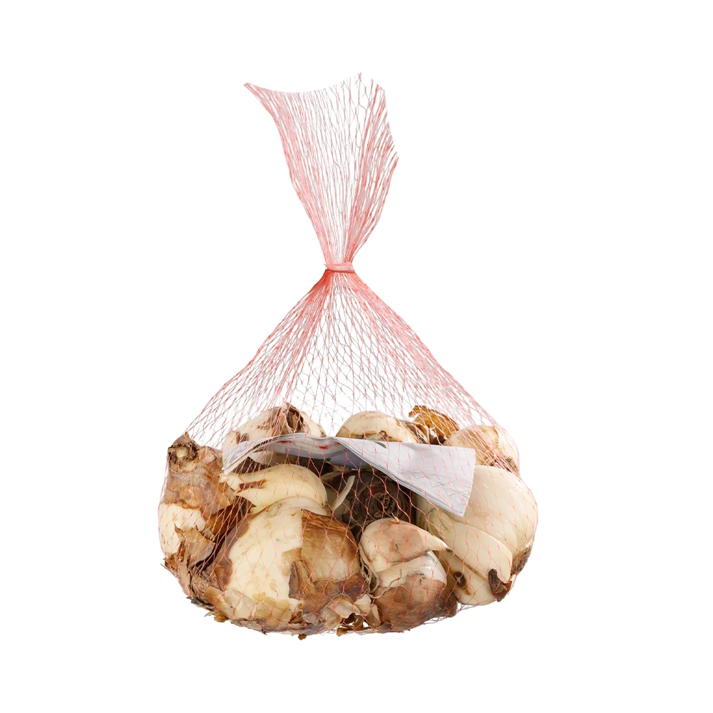 水仙种球 金盏 12cm+ 8颗